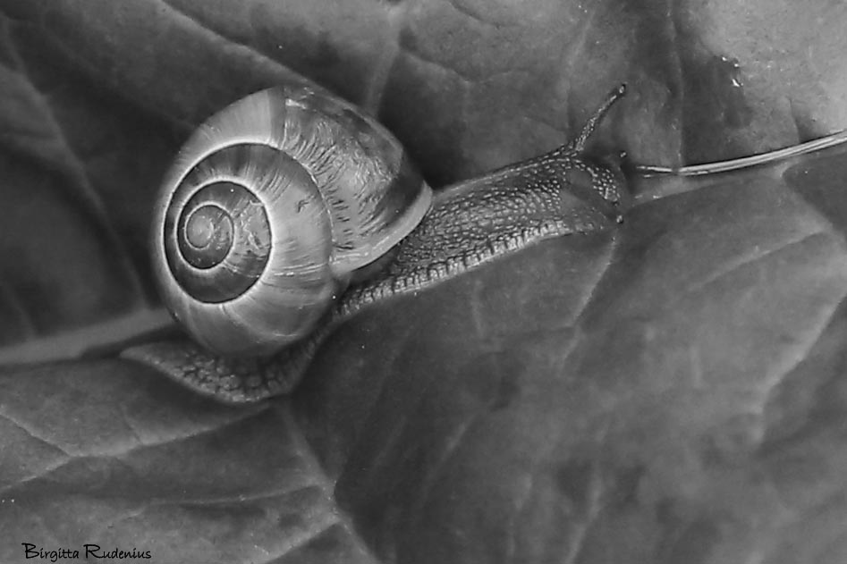 bw_20150501_snail
